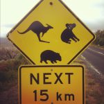 Kangury, Koale, Wombaty…