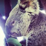 Koala Cudna