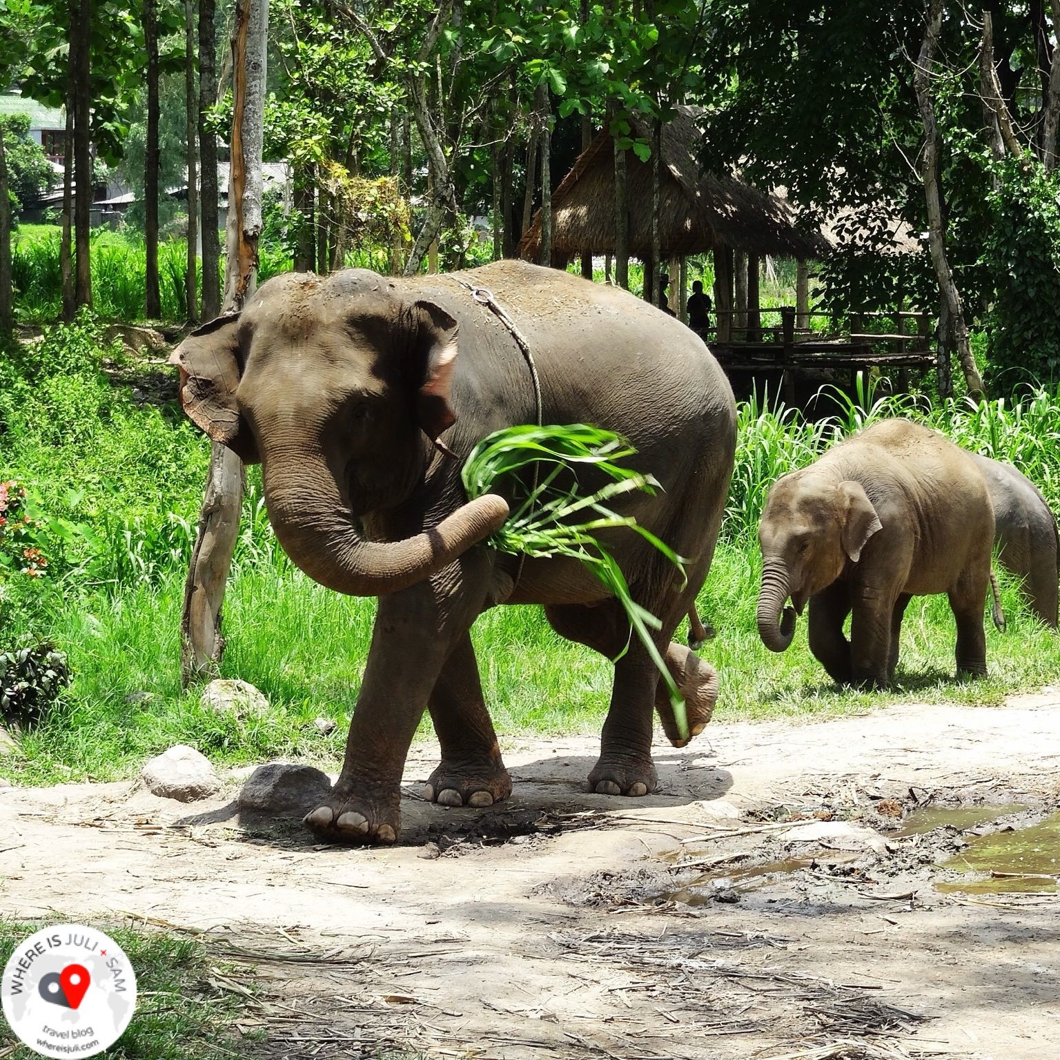 TAJLANDIA: Czy słonie mnie słyszą?