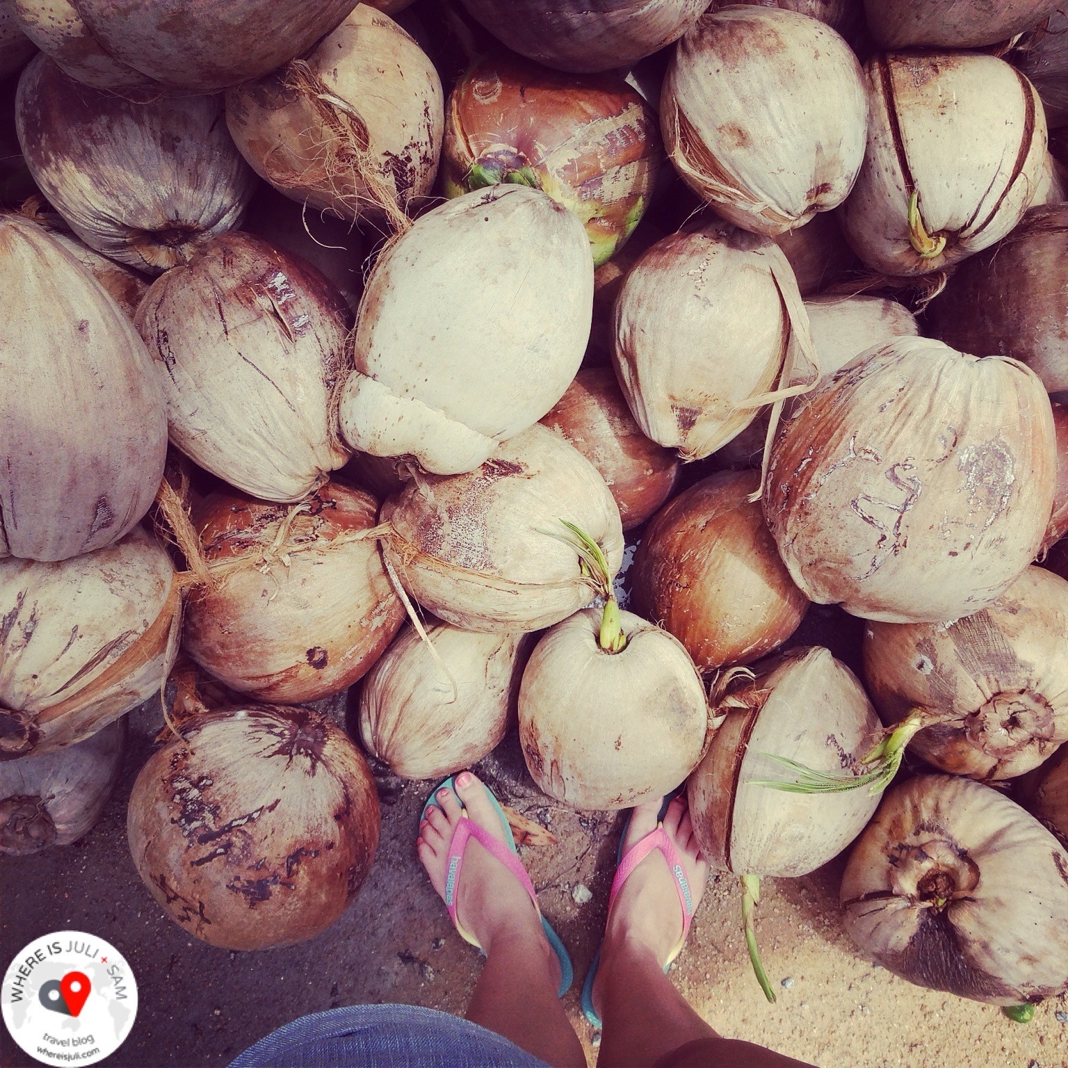 kokosy na Koh Samui