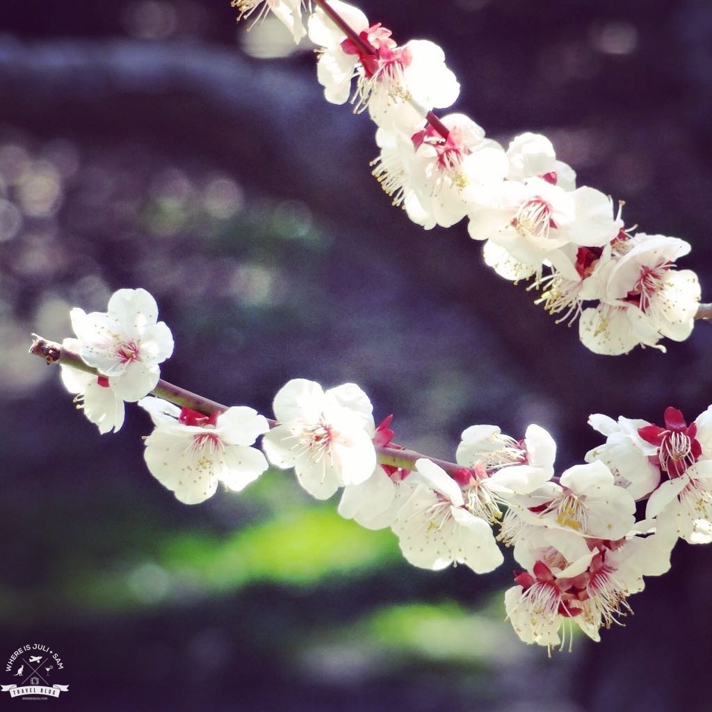 wiosna w Japonii
