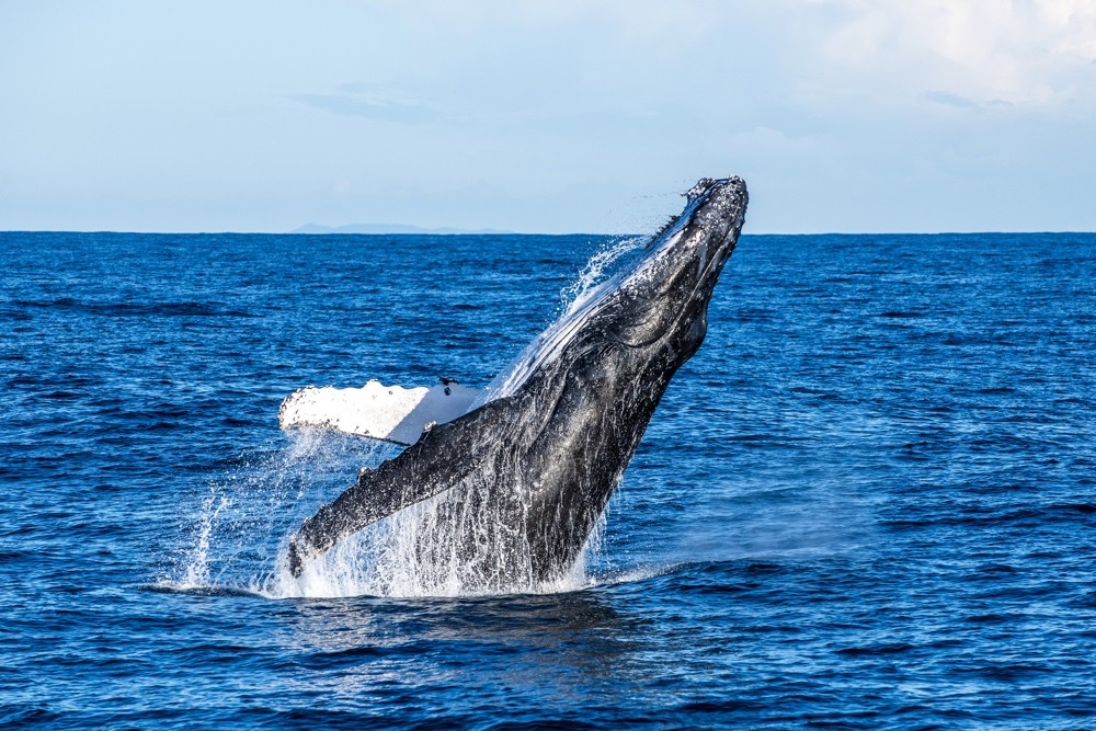 Humpback Whale Breach Credit Migration Media - Underwater Imaging
