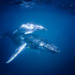 Pływanie Z Wielorybami Migration Media