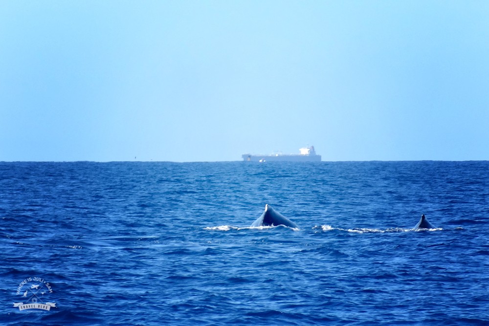 wieloryby Mooloolaba