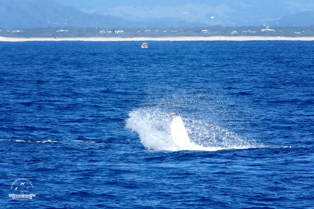 wieloryby w Australii