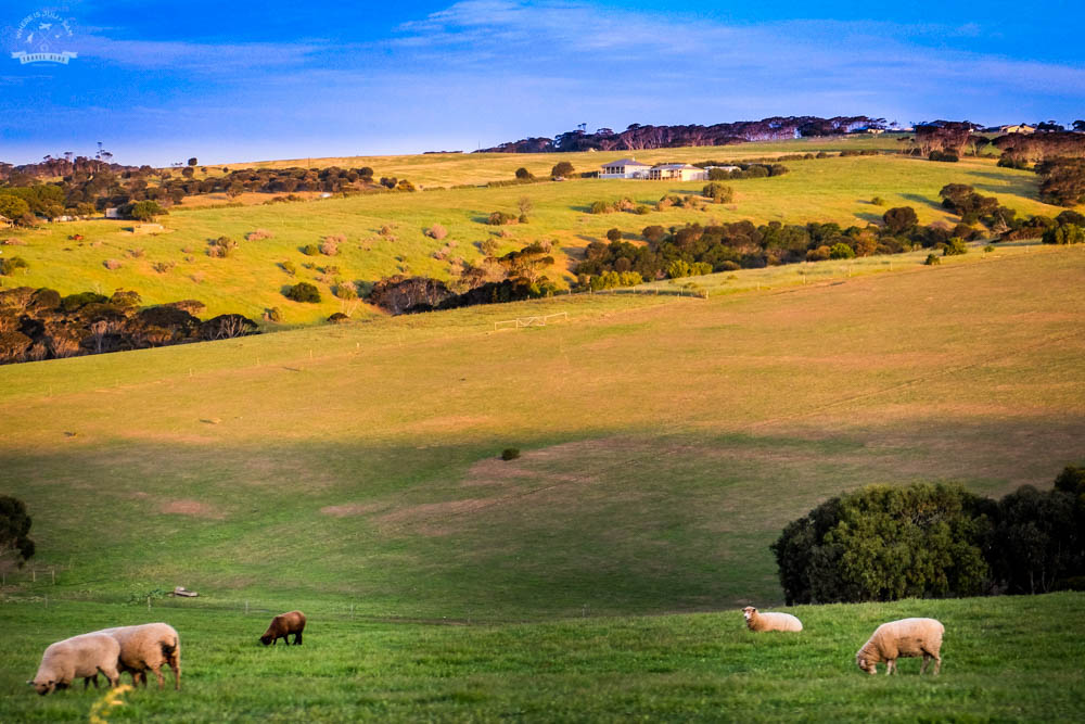 owce w Australii