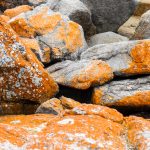 Tasmania Pomarańczowe Skały