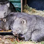 Tasmania Wombaty W Zoo