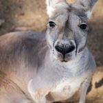 Trasa Sydney Brisbane Kangury