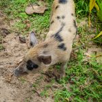 Swinie Na Fidzi