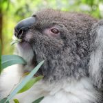 Koale W Australii