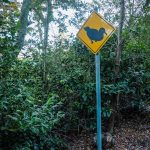 Lord Howe Island Znaki Ptaki
