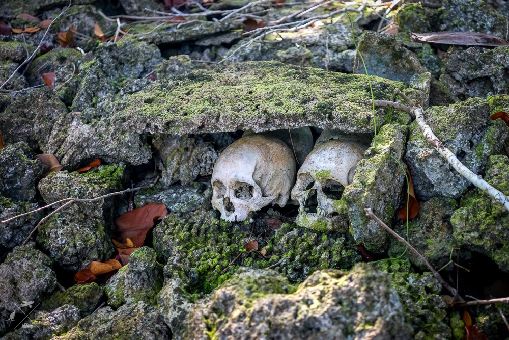 Ludzkie czaszki na wyspach Salomona